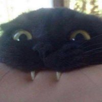 bri (@wasabiicat) 's Twitter Profile