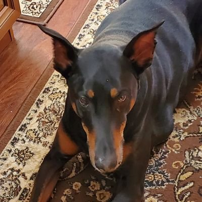 RockingtheUSA's profile picture. 