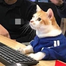 sfigueiredobr's profile picture. Observing
