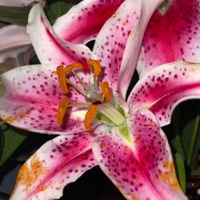 rsmith523's profile picture. Its all about getting back up! 🤘🦋 RSD/CRPS 🥊 #painlife #rsd #advocate