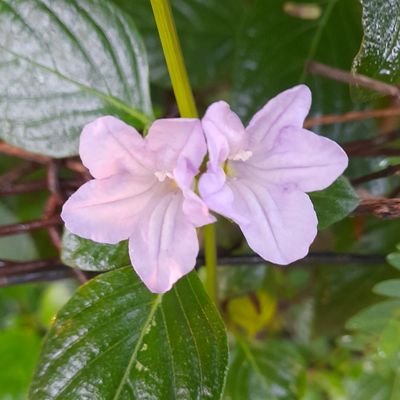 mnas_san's profile picture. ทำงาน