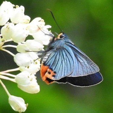 趣味: #テニス #料理 #旅行 #生物 #昆虫 #野鳥 #植物 #wildlife
身の回りの生き物たちのありのままの姿を、その生活や環境が季節とともに感じられるような写真に撮ってアップできればと思います。自然との関わりあい方は人それぞれですが、自分の場合は、手に取るなやはり野に置け蓮華草ですかね（食用を除き）。