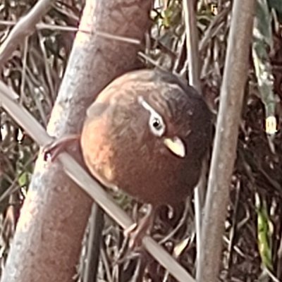 fluffynekosuki's profile picture. 