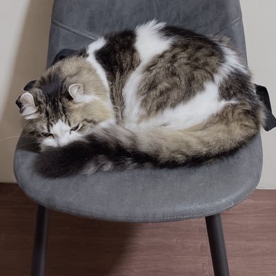 kanizabuza's profile picture. Unity