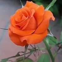 FF (@fatimafatima_1) 's Twitter Profile