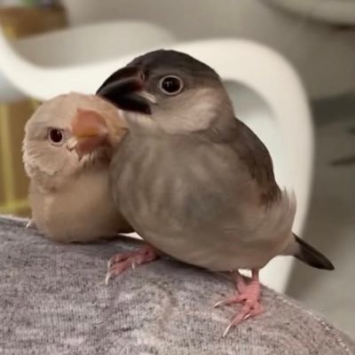 文鳥の写真と動画載せまくります。かわいく嫌味なことを英語で言うLINEスタンプ発売中✨随時new鳥などのスタンプやイラストも作成していきます!