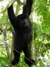 The Community Baboon Sanctuary in Belize, is an innovative and unique grassroots project to protect the habitat for the endangered Black Howler Monkey.