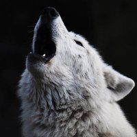 Dawid Komenda (@dawidkomenda) 's Twitter Profile