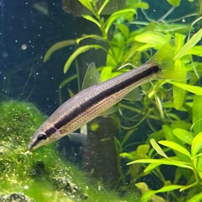 大分在住の会社員、淡水魚のムギツクをこよなく愛するおっさんです🐠 フォロバ100 相互フォロー歓迎です😃◆YouTubeもやってマス👉ムギツクちゃhttps://t.co/TZ3Cu4Lakh