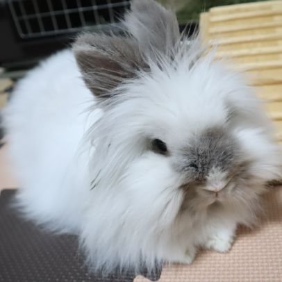 バニファライオン2018.3.23生♀🐰すず/
飼主は運動不足解消の為に始めた登山が趣味⛰️
⚠無断転載禁止