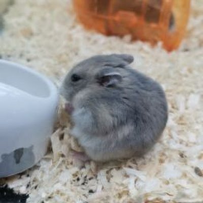 HamishFriends's profile picture. 