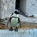 @penguintigers