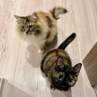 りりつく (@marypoppin_s) 's Twitter Profile Photo