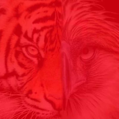 vnconstantino's profile picture. 