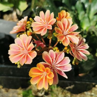 Mickeysplace1's profile picture. Just me.....trying to figure out what's going on in the world. My diary in a world gone crazy.