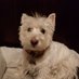 WestieMan73 (@westieman73) Twitter profile photo WestieMan73 (@westieman73) Twitter profile photo