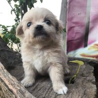 นุชรุ่นศึกมันม่วง🥔🫐🥔🫐 (@weinadtha) 's Twitter Profile