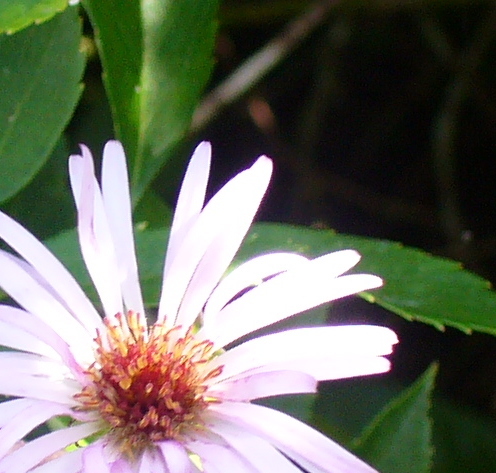 ThankfulNStill's profile picture. christian, mom, software engineer, iPad diva, aspiring gardener. jack of all trades, but master of none.