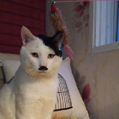 cadolfcatler45's profile picture. 94' , Stardenburdenhardenbart