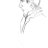 asterzerossi's profile image