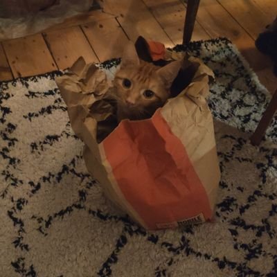 chrisstephensio's profile picture. Doer of things. Sitter of chairs.