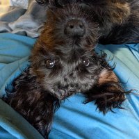 Ann Meyer (@meyer_ann) 's Twitter Profile