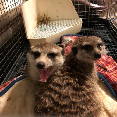熊本で、ミーアキャットの販売をしている、ペットショップです。第1種取扱業詳細 販売 御保R6販売6号 。フォローRT大歓迎‼️営業時間は10:00から20:00までです。定休日 不定休詳細は、電話番号070-2229-9694にてお電話下さい