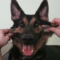 @tobidev.simply-stream.com @Bsky | Stillgelegt (@tobidev_) 's Twitter Profile