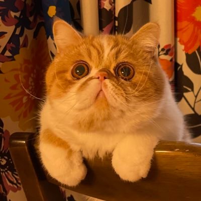 2021 1/16産まれエキゾチックショートヘア 男の子 ペットショップにて抱っこするだけのつもりが、エキゾの可愛さにやられそのままお家に迎え入れ! #エキゾチックは世界を救う!ブサカワだぞ!kawaii!