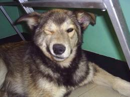 If your dog can't wink like me, Follow! We have lots of giveaways! But be warned, if you don't follow he can run, and that has real bad results...