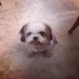 Pattymae (@patriciamiguel) Twitter profile photo Pattymae (@patriciamiguel) Twitter profile photo