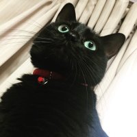 もくたん (@_da_mon_) 's Twitter Profile