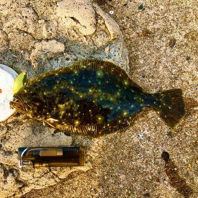 HirameInaka's profile picture. にじさんじライバーを静かに見守っていく田舎のヒラメくん。