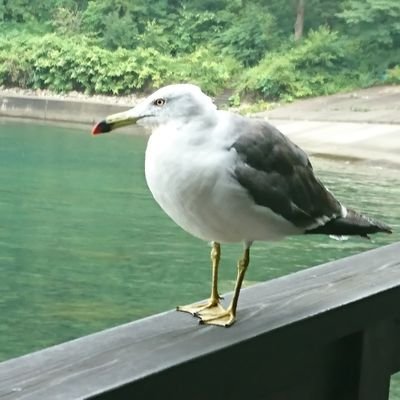 ApexTakeno's profile picture. APEX Switch勢です
やっとs12でマスターに…！
ぼちぼちの投稿ですがよろしくです。