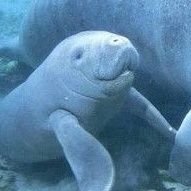 daily manatees π΅πΈπ (@manateepost) 's Twitter Profile