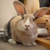 Josephine Bunny (@rabbitjosephine) Twitter profile photo Josephine Bunny (@rabbitjosephine) Twitter profile photo