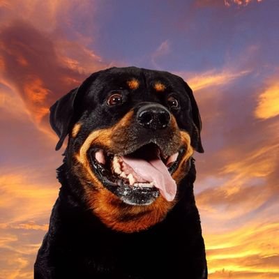 Jolanda60093286's profile picture. Ik hou van dieren