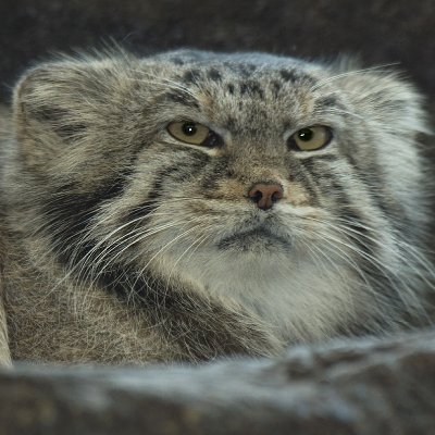 GrumpyManul's profile picture. 