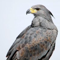 Águila Argenta (@aguila_argenta) 's Twitter Profile Photo