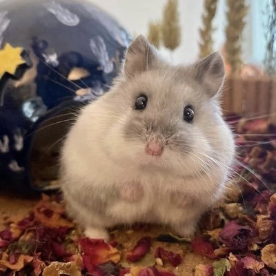 LsJ00466588's profile picture. 이재명의 민주당