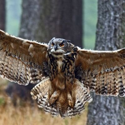 Canophilus's profile picture. Die Eule der Minerva beginnt erst mit der einbrechenden Dämmerung ihren Flug.
Die Wahrheit ist grau.