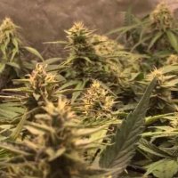 From seed to joint organic cannabis (@seedtojoint) 's Twitter Profile