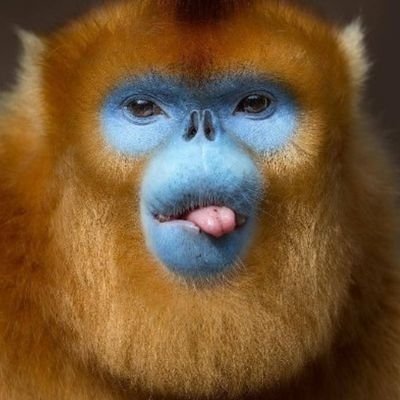 Golden Monkeyさんのプロフィール画像