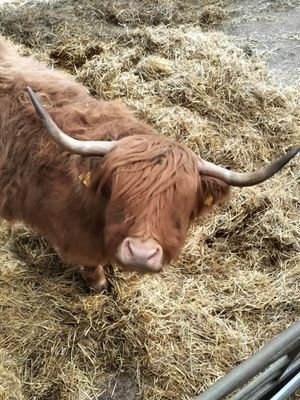 dawnioh3's profile picture. 