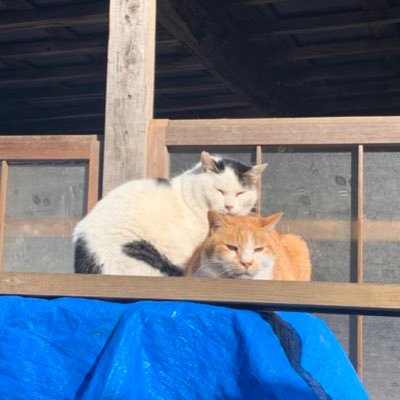 ziziitamiful's profile picture. 金融→医療機器営業の30代。米株🔥NVDA TSLA PLTR SOFI キャンプ居酒屋お酒二郎が好きでてきとーに呟いてます！ソーファイで億ろう！！