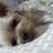 Sarastro (@gecskiss) Twitter profile photo
