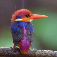Edith AG (@luluhonfleur) 's Twitter Profile