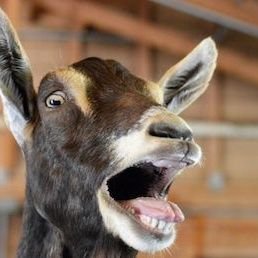 Screaming goat perfectly describes my reaction to American political discourse. Anti-MAGA and christofascism, pro-bodily autonomy,voting & civil rights