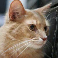 chaw (@sotacat) 's Twitter Profile Photo