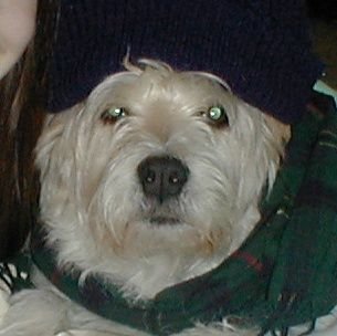 FozzySarabande's profile picture. Hello fellow woofs.